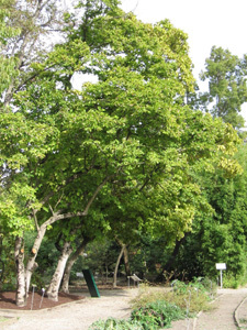 JARDIN PUBLIC DE BORDEAUX