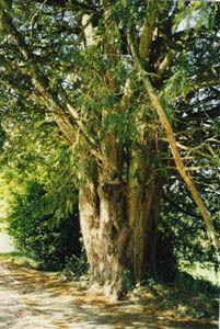 JARDIN DU CHÂTEAU DE COUELLAN