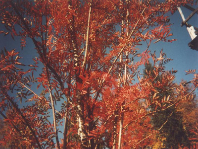 ARBORETUM DU LAVOT