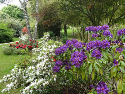 Jardin Aquatique Acorus