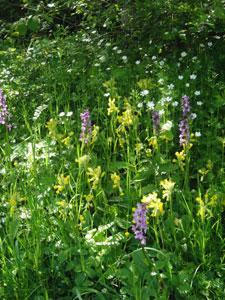 Le Jardin du Naturaliste