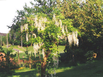 LE JARDIN DE LA MAROTTE