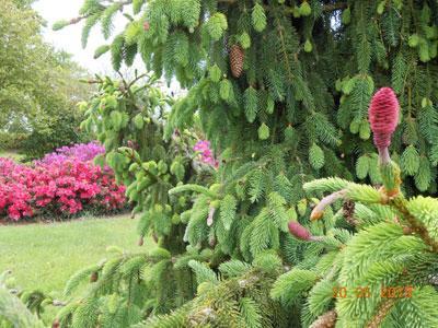 JARDIN BOTANIQUE DES MONTAGNES NOIRES