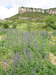 JARDIN ARCHÉOLOGIQUE ET BOTANIQUE DE SOLUTRÉ