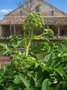 JARDIN MEDICINAL DE L'HÔPITAL DES PELERINS