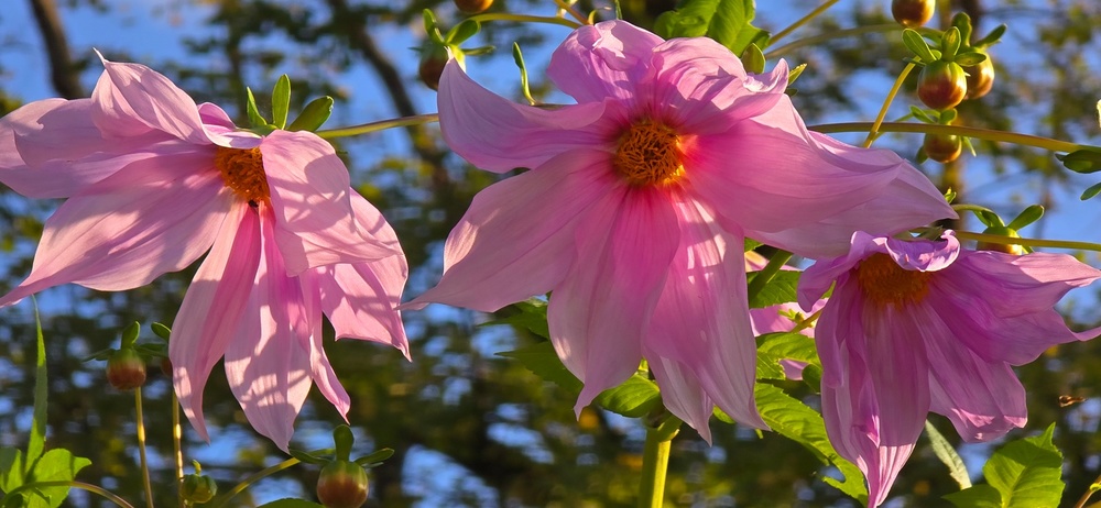 Les Jardins de l'Ange