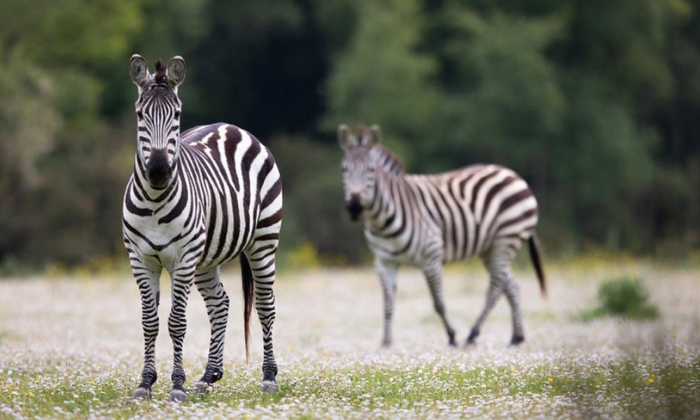 PARC ANIMALIER ET BOTANIQUE DE BRANFÉRÉ