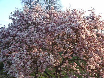 PARC DU CHÂTEAU DE BONNAC