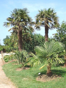 JARDIN EXOTIQUE DE SAINT RENAN