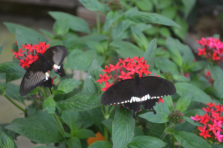 Jardin Botanique du Beau Pays