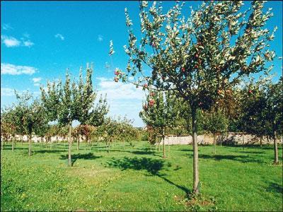 Les jardins de l'Ecomusée de Savigny-le-Temple