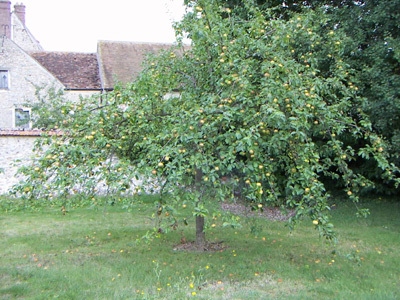 JARDIN ET VERGER DE L'ECOMUSÉE- FERME DU COULEVRAIN