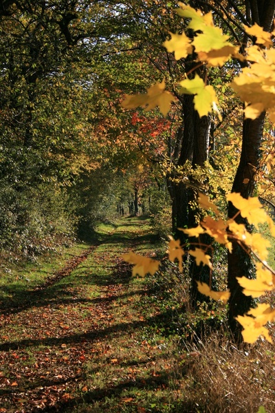 PARC ET JARDINS DU CHÂTEAU DE TOURNELAY