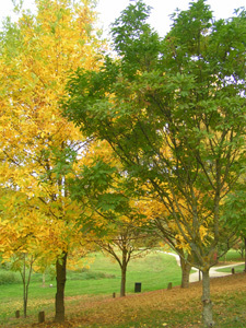 ARBORETUM DU CHEMIN DE LA DECOUVERTE