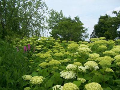 Arboretum du Val de Serre