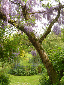 LE JARDIN DES LIANES