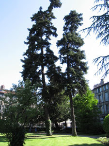 JARDIN DE LA COUR D'APPEL DE RIOM