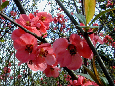 ARBORETUM ROBERT RUFFIER LANCHE