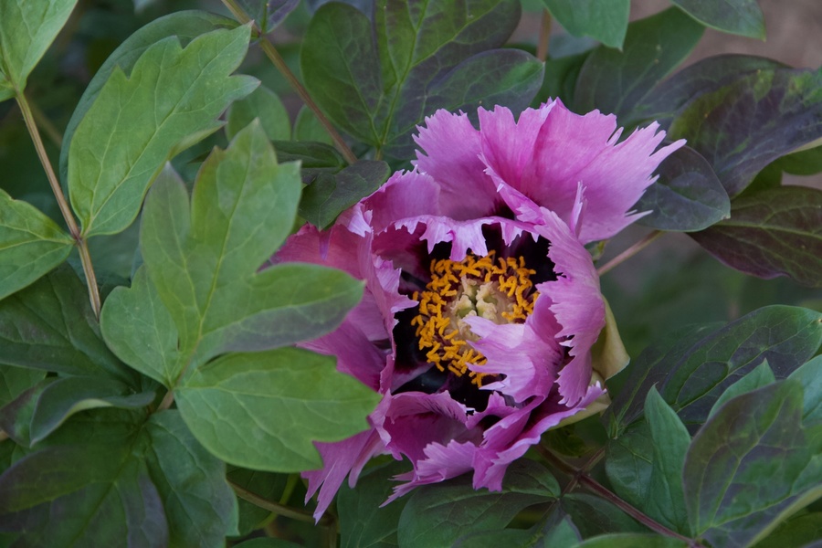 Conservatoire de la Pivoine