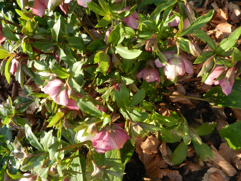 Jardin 'Les Charmes'