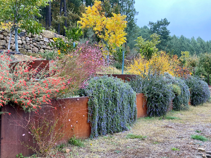 Le jardin de Mercurart