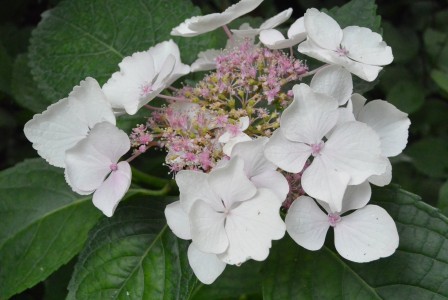 JARDIN DES DENTELLES