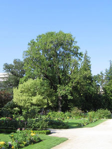 JARDIN DES PLANTES