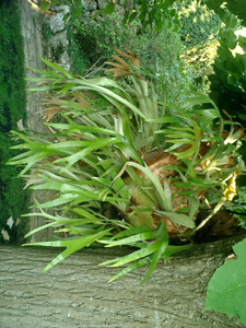 JARDIN DE LA VILLA FORT FRANCE