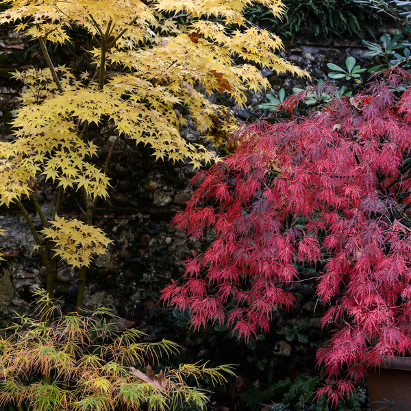 Le Jardin de Marrast