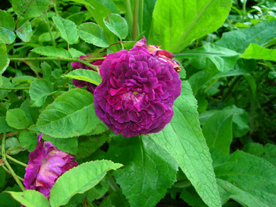 LE JARDIN DES OUBLIÉES