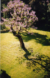 PARC DU PALAIS BRIAU