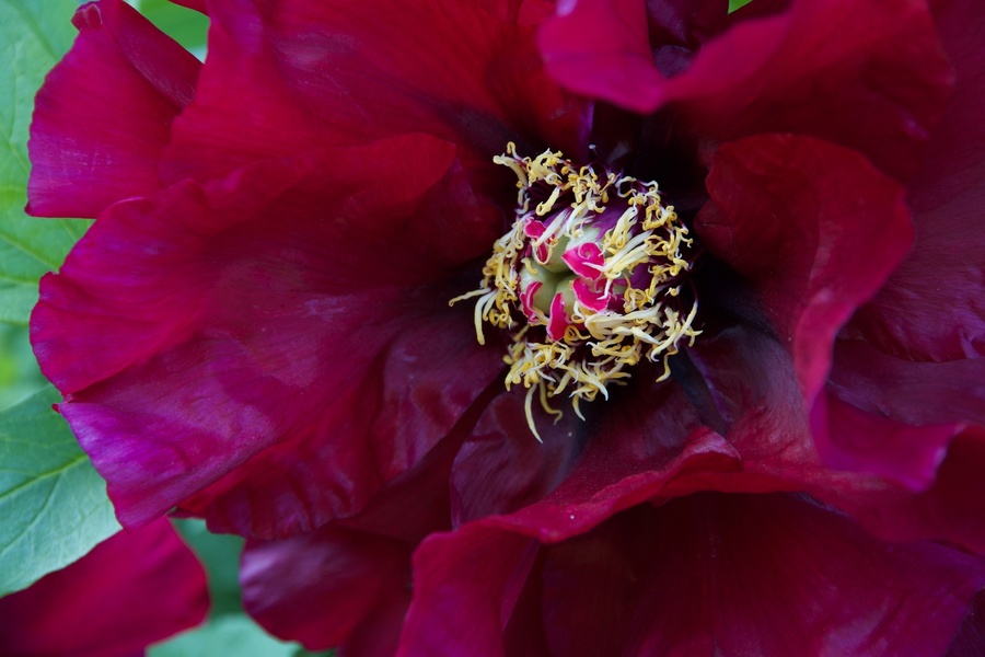 Conservatoire de la Pivoine