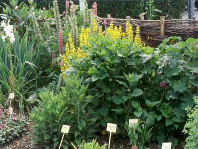 JARDIN CONSERVATOIRE DES FLEURS ET LÉGUMES DU PAYS D'AUGE