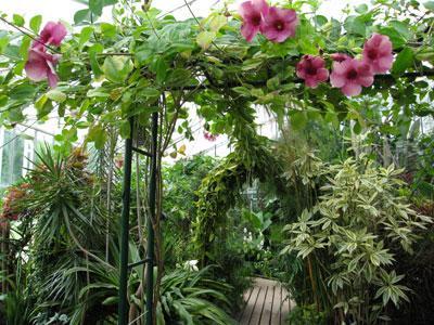 JARDIN DES PLANTES DE CAEN