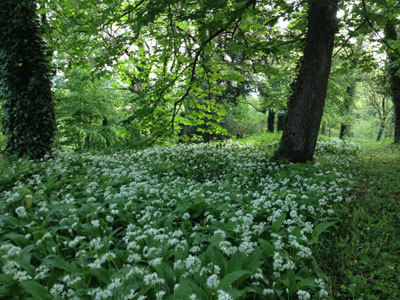 Parc et Jardins du Château de BEAUREGARD