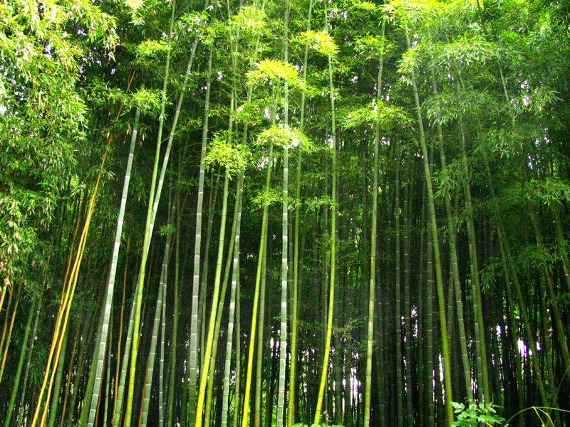 JARDIN LES BAMBOUS DE PLANBUISSON