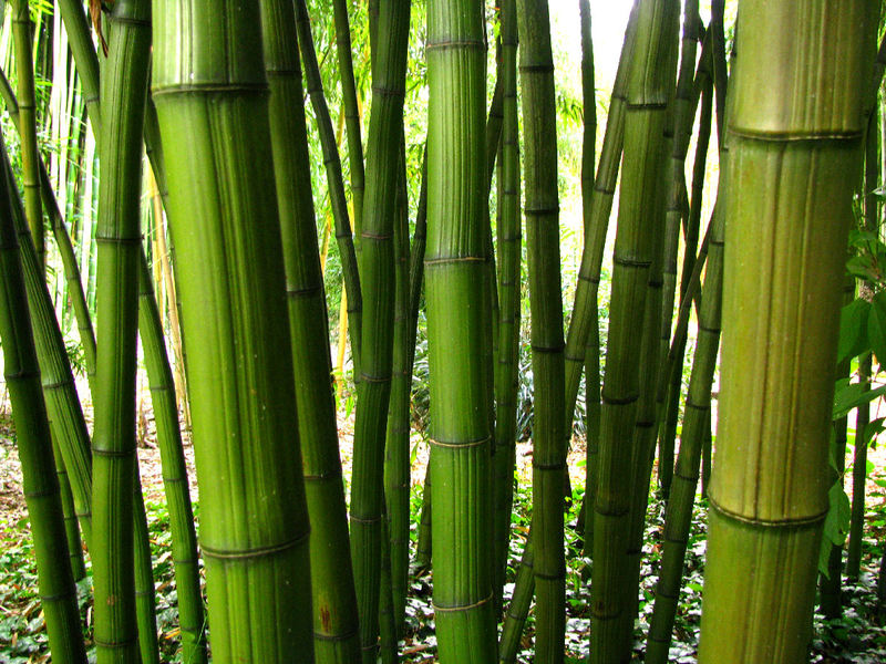 JARDIN LES BAMBOUS DE PLANBUISSON