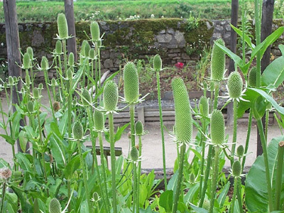 LE JARDIN DU PRIEURÉ LOCMARIA