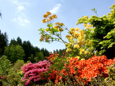 JARDIN BOTANIQUE DE GONDREMER