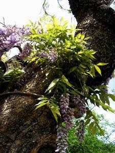 Jardin des Cordeliers