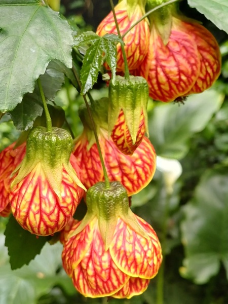 Un Jardin à Landrévarzec