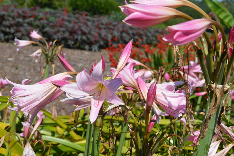 JARDIN POUR LA TERRE