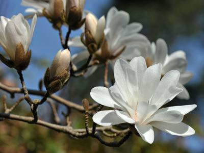 ARBORETUM DES GRANDES BRUYÈRES