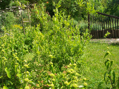 JARDIN SENSORIEL DU SITE DU NEUHOF