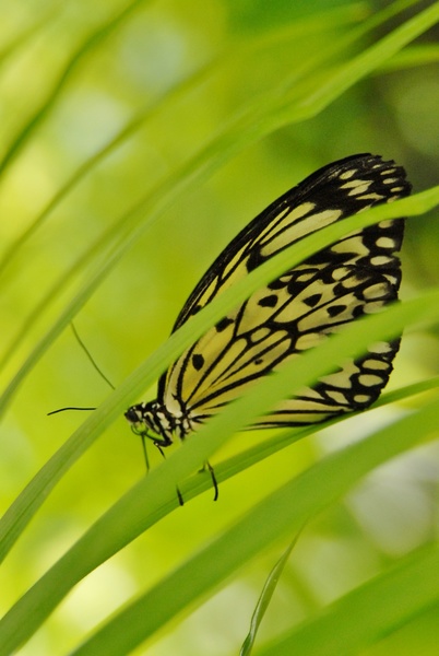 Le Tropique du Papillon