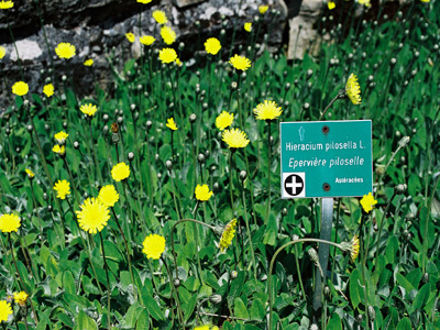 ESPACE BOTANIQUE DU FRASNOIS