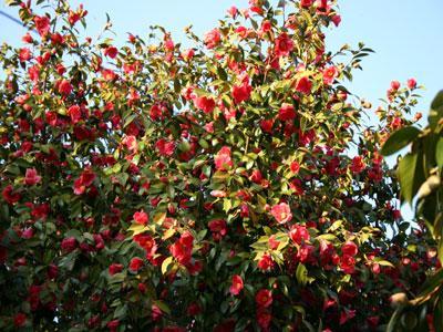 PARC FLORAL LES CAMELLIAS DE LA PRAIRIE