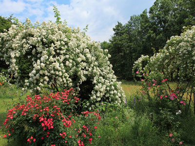 ROSERAIE DE BERTY