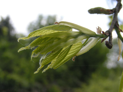 ARBORETUM DU CHEMIN DE LA DECOUVERTE