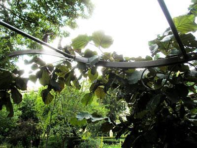 Jardin des Cordeliers